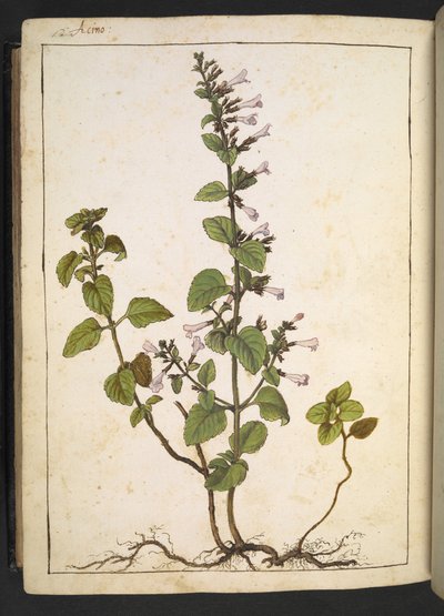 Acinos, Clinopodium: Monivuotinen puumainen kasvi, jossa on putkimaisia kukkia, Gherardo Cibon "Paintings of Flora of the Flora of the Roman States", Add MS 22333, f175v, n. 1564-84 (akvarelli & guassi paperille) tekijältä Gherardo Cibo