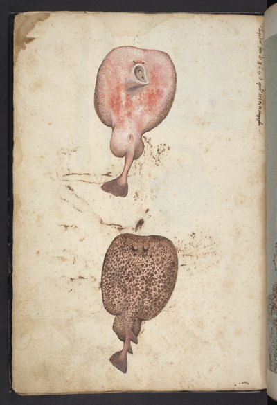 Lisää MS 22333, Paintings of flora of the Roman State, n. 1564-1584 (akvarelli & guassi paperille) tekijältä Gherardo Cibo