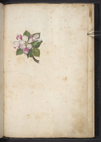 Lisää MS 22333 f61r, Blossom, julkaisusta Paintings of flora of the Roman States, n. 1564-84 (akvarelli ja guassi paperille) tekijältä Gherardo Cibo