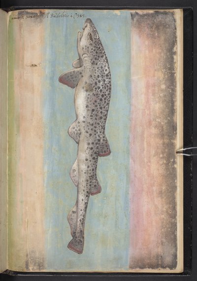 Lisää MS 22333 f.66r, Fish, julkaisusta Paintings of flora of the Roman States, n. 1564-1584 (akvarelli ja guassi paperille) tekijältä Gherardo Cibo