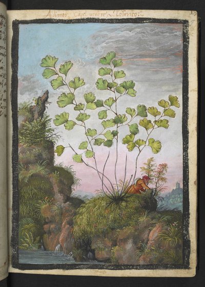 Adiantum capillus-veneris, Gherardo Cibon "Rooman valtioiden kasviston maalauksista", Add MS 22333, f017r, n. 1564-84 (akvarelli ja guassi paperille) tekijältä Gherardo Cibo