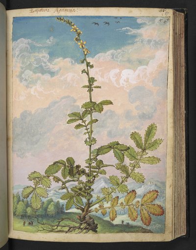 Agrimonia eupatoria, Gherardo Cibon "Rooman valtioiden kasviston maalauksista", Lisää MS 22333, f087r, n. 1564-84 (akvarelli ja guassi paperille) tekijältä Gherardo Cibo