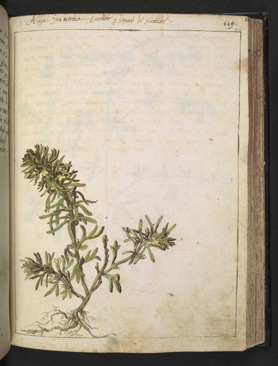 Ajuga chamaepitys: Kasvi, jossa on vihreitä lehtiä ja keltaisia kukkia, Gherardo Cibon teoksesta "Paintings of Flora of the Roman States", Add MS 22333, f116r, c.1564-84 (akvarelli ja guassi paperille) tekijältä Gherardo Cibo