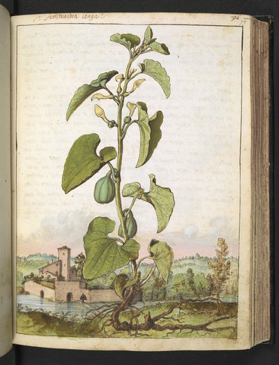 Aristolochia clematitis, Gherardo Cibon teoksesta "Paintings of Flora of the Roman States", Lisää MS 22333, f077r, n. 1564-84 (akvarelli ja guassi paperille) tekijältä Gherardo Cibo