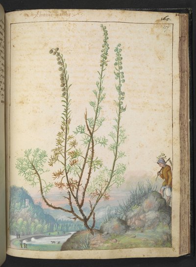 Artemisia abrotanum (eteläpuu), Gherardo Cibon teoksesta "Paintings of Flora of the Roman States", Add MS 22333, f157r, c.1564-84 (akvarelli & guassi paperille) tekijältä Gherardo Cibo