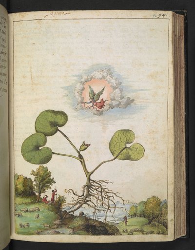 Asarum europaeum, Gherardo Cibon "Paintings of Flora of the Roman States", Lisää MS 22333, f092r, n. 1564-84 (akvarelli ja guassi paperille) tekijältä Gherardo Cibo
