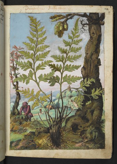 Asplenium adianthum nigrum, Gherardo Cibon "Paintings of Flora of the Roman States", Add MS 22333, f018r, c.1564-84 (akvarelli ja guassi paperille) tekijältä Gherardo Cibo