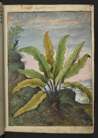 Asplenium scolopendrium, Gherardo Cibon "Paintings of Flora of the Roman States", Add MS 22333, f014r, n. 1564-84 (akvarelli ja guassi paperille) tekijältä Gherardo Cibo
