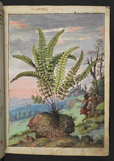 Asplenium trichomanes, Gherardo Cibon "Paintings of Flora of the Roman States", Add MS 22333, f016r, n. 1564-84 (akvarelli ja guassi paperille) tekijältä Gherardo Cibo