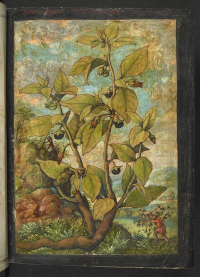 Atropa belladonna tai Atropa bella-donna, Gherardo Cibon teoksesta "Paintings of Flora of the Roman States", Add MS 22333, f005r, n. 1564-84 (akvarelli & guassi paperille) tekijältä Gherardo Cibo