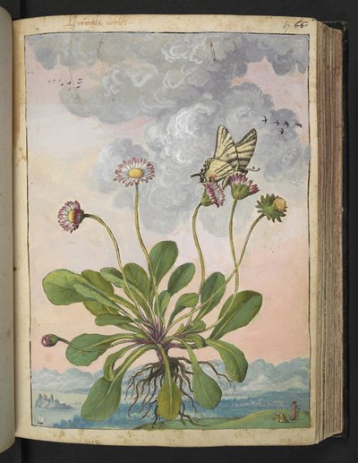 Bellis perennis, Gherardo Cibon "Paintings of Flora of the Roman States", Add MS 22333, f067r, n. 1564-84 (akvarelli & guassi paperille) tekijältä Gherardo Cibo