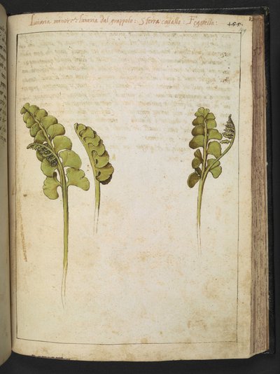 Botrychium lunaria (saniainen), Gherardo Cibon "Rooman valtioiden kasviston maalauksista", Lisää MS 22333, f149r, n. 1564-84 (akvarelli ja guassi paperille) tekijältä Gherardo Cibo