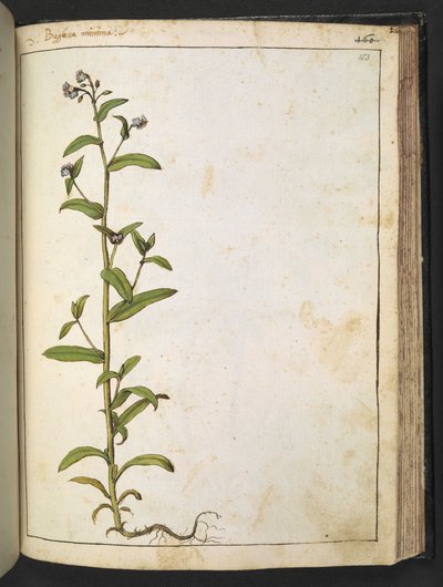 Buglossa, Anchusa azurea (Loddon Royalist), Gherardo Cibon teoksesta "Paintings of Flora of the Roman States", Lisää MS 22333, f153r, n. 1564-84 (akvarelli ja guassi paperille) tekijältä Gherardo Cibo