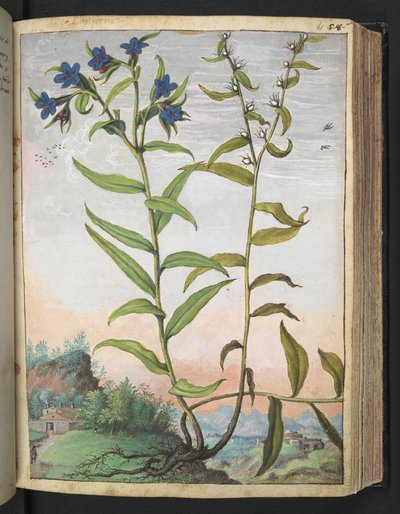 Buglossoides purpurocaerulea , Gherardo Cibon "Paintings of Flora of the Roman States", Lisää MS 22333, f061r, n. 1564-84 (akvarelli ja guassi paperille) tekijältä Gherardo Cibo