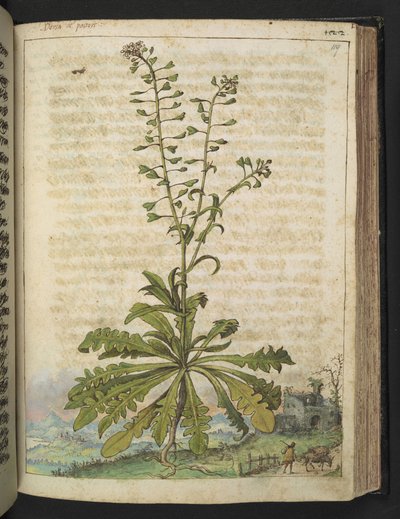 aCapsella bursa-pastoris, Gherardo Cibon "Rooman valtioiden kasviston maalauksista", Lisää MS 22333, f119r, n. 1564-84 (akvarelli ja guassi paperille) tekijältä Gherardo Cibo