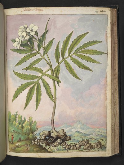 Cardamine heptaphylla, Gherardo Cibon "Paintings of Flora of the Flora of the Roman States", Add MS 22333, f127r, n. 1564-84 (akvarelli & guassi paperille) tekijältä Gherardo Cibo