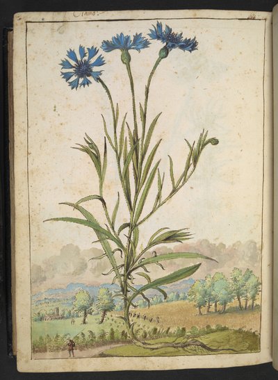 Centaurea cyanus: Kukka sinisillä terälehdillä, Gherardo Cibon teoksesta Paintings of Flora of the Roman States, Add MS 22333, f177v, c.1564-84 (akvarelli ja guassi paperille) tekijältä Gherardo Cibo