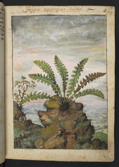Ceterach officinarum, Gherardo Cibon "Paintings of Flora of the Roman States", Add MS 22333, f013r, n. 1564-84 (akvarelli ja guassi paperille) tekijältä Gherardo Cibo