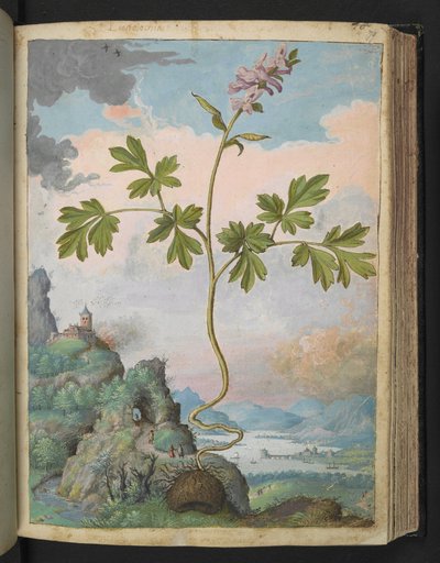 Corydalis cava: Kasvi vaaleanpunaisilla kukilla, Gherardo Cibon teoksesta "Paintings of Flora of the Roman States", Add MS 22333, f079r, n. 1564-84 (akvarelli ja guassi paperille) tekijältä Gherardo Cibo