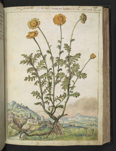 Cota tinctoria, Gherardo Cibon "Paintings of Flora of the Flora of the Roman States", Lisää MS 22333, f106r, n. 1564-84 (akvarelli ja guassi paperille) tekijältä Gherardo Cibo