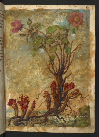 Cytinus hypocistis, Gherardo Cibon teoksesta "Paintings of Flora of the Roman States", Add MS 22333, f009r, n. 1564-84 (akvarelli ja guassi paperille) tekijältä Gherardo Cibo