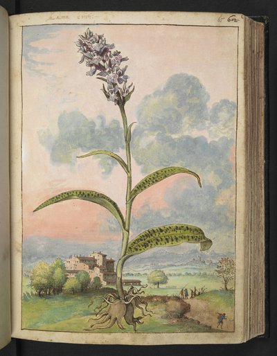 Dactylorhiza fuchsii, Gherardo Cibon teoksesta "Paintings of Flora of the Roman States", Lisää MS 22333, f065r, n. 1564-84 (akvarelli ja guassi paperille) tekijältä Gherardo Cibo