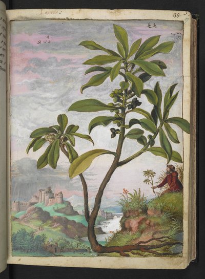 Daphne laureola, Gherardo Cibon "Paintings of Flora of the Roman States", Add MS 22333, f037r, n. 1564-84 (akvarelli ja guassi paperille) tekijältä Gherardo Cibo