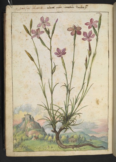 Dianthus longicaulis: Kasvi vaaleanpunaisilla terälehdillä, Gherardo Cibon teoksesta "Paintings of Flora of the Roman States", Add MS 22333, f179v, c.1564-84 (akvarelli & guassi paperille) tekijältä Gherardo Cibo