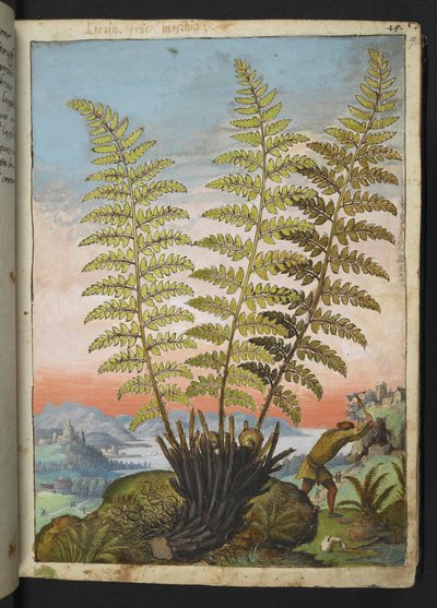 Dryopteris filix mas: Saniainen, Gherardo Cibon teoksesta "Paintings of Flora of the Roman States", Lisää MS 22333, f019r, n. 1564-84 (akvarelli ja guassi paperille) tekijältä Gherardo Cibo