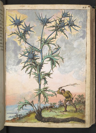 Eryngium maritimum, Gherardo Cibon teoksesta "Paintings of Flora of the Roman States", Lisää MS 22333, f047r, n. 1564-84 (akvarelli ja guassi paperille) tekijältä Gherardo Cibo