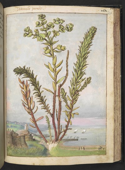 Euphorbia paralias, Gherardo Cibon "Paintings of Flora of the Roman States", Lisää MS 22333, f155r, n. 1564-84 (akvarelli ja guassi paperille) tekijältä Gherardo Cibo