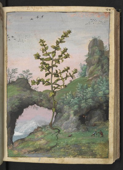 Euphrasia officinalis, Gherardo Cibon "Paintings of Flora of the Roman States", Lisää MS 22333, f041r, n. 1564-84 (akvarelli ja guassi paperille) tekijältä Gherardo Cibo