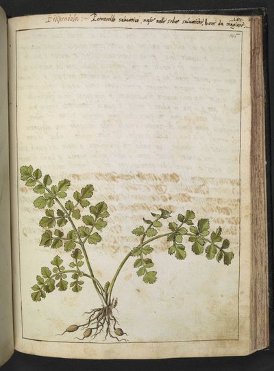 Filipendula, Gherardo Cibon "Paintings of Flora of the Roman States", Add MS 22333, f145r, n. 1564-84 (akvarelli & guassi paperille) tekijältä Gherardo Cibo