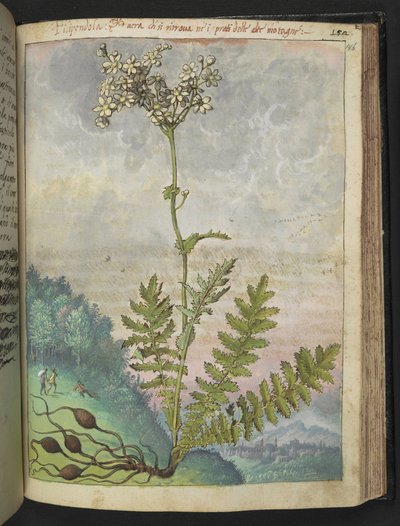 Filipendula vulgari, Gherardo Cibon "Paintings of Flora of the Roman States", Add MS 22333, f146r, n. 1564-84 (akvarelli & guassi paperille) tekijältä Gherardo Cibo