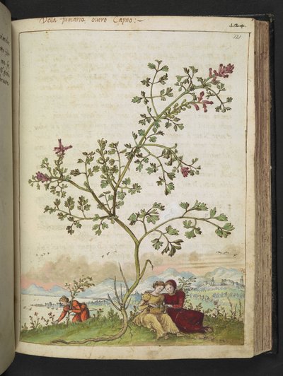 Fumaria gaillardotii , Gherardo Cibon "Paintings of Flora of the Roman States", Lisää MS 22333, f121r, n. 1564-84 (akvarelli ja guassi paperille) tekijältä Gherardo Cibo