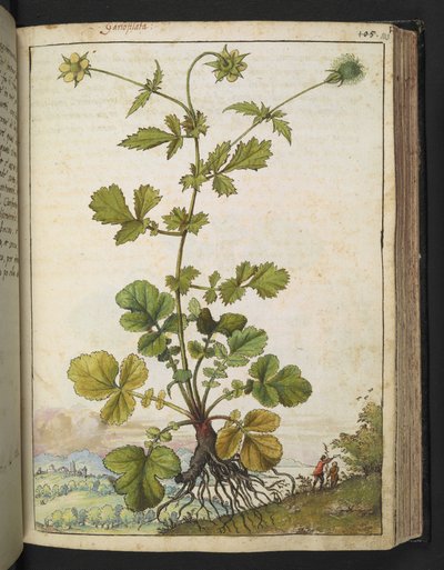 Geum urbanum, Gherardo Cibon "Paintings of Flora of the Roman States", Add MS 22333, f103r, n. 1564-84 (akvarelli ja guassi paperille) tekijältä Gherardo Cibo