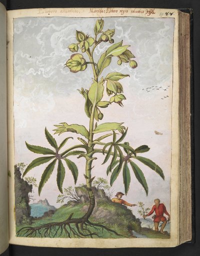 Helleborus foetidus, de "Pintures de Flora dels Estats Romans" de Gherardo Cibo, Add MS 22333, f089r, c.1564-84 (aquarel·la i guaix sobre paper) finlandès tekijältä Gherardo Cibo