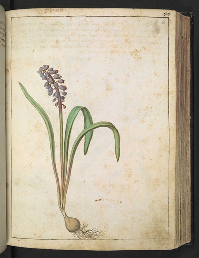 Hyacinthus, Gherardo Cibon "Paintings of Flora of the Roman States", Lisää MS 22333, f060r, n. 1564-84 (akvarelli ja guassi paperille) tekijältä Gherardo Cibo