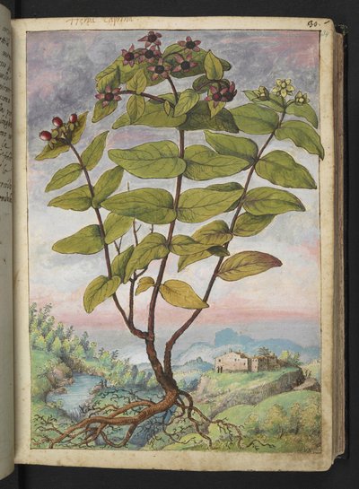 Hypericum hircinum, Gherardo Cibon teoksesta "Paintings of Flora of the Roman States", Lisää MS 22333, f034r, n. 1564-84 (akvarelli ja guassi paperille) tekijältä Gherardo Cibo