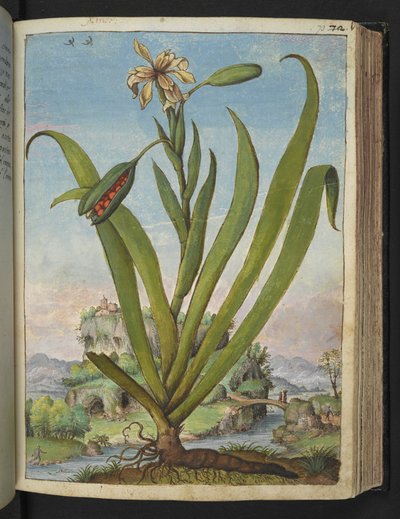 Iris Foetidissima: Kukkiva kasvi, jossa on siemenpalkoja, Gherardo Cibon teoksesta "Paintings of Flora of the Roman States", Lisää MS 22333, f073r, n. 1564-84 (akvarelli ja guassi paperille) tekijältä Gherardo Cibo
