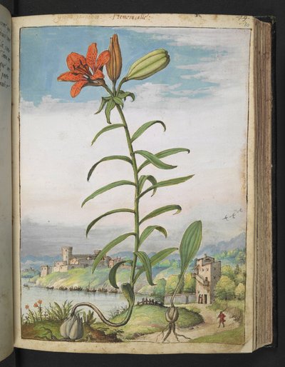 Lilium bulbiferum: Kasvi punaisilla terälehdillä, Gherardo Cibon teoksesta "Paintings of Flora of the Roman States", Add MS 22333, f080r, c.1564-84 (akvarelli ja guassi paperille) tekijältä Gherardo Cibo