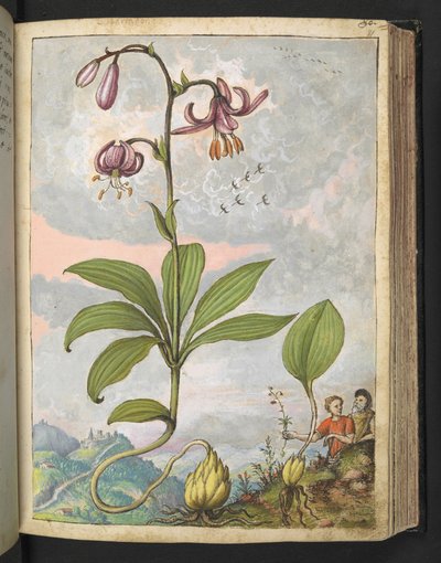 Lilium martagon, Gherardo Cibon "Paintings of Flora of the Roman States", Add MS 22333, f081r, n. 1564-84 (akvarelli & guassi paperille) tekijältä Gherardo Cibo
