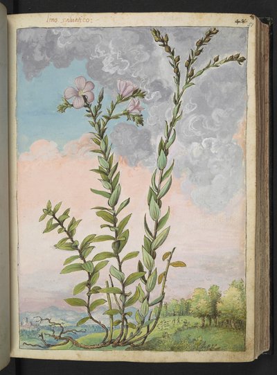 Linum viscosum: Korkea kasvi vaaleanpunaisilla kukilla, Gherardo Cibon teoksesta Paintings of Flora of the Roman States, Add MS 22333, f051r, c.1564-84 (akvarelli & guassi paperille) tekijältä Gherardo Cibo