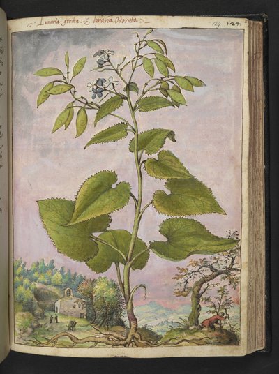 Lunaria redivivia, Gherardo Cibon "Paintings of Flora of the Roman States", Add MS 22333, f124r, n. 1564-84 (akvarelli ja guassi paperille) tekijältä Gherardo Cibo