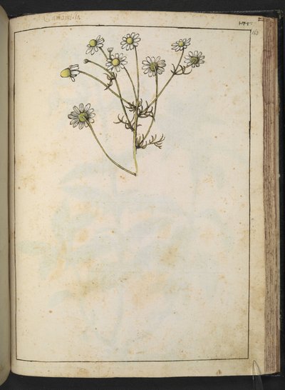 Matricaria chamomilla (Camomilla), Gherardo Cibon teoksesta "Paintings of Flora of the Roman States", Lisää MS 22333, f163r, n. 1564-84 (akvarelli ja guassi paperille) tekijältä Gherardo Cibo