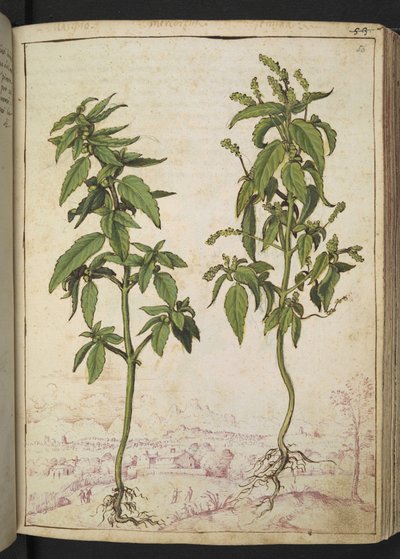 Mercurialis annua, Gherardo Cibon teoksesta "Paintings of Flora of the Roman States", Lisää MS 22333, f056r, n. 1564-84 (akvarelli ja guassi paperille) tekijältä Gherardo Cibo