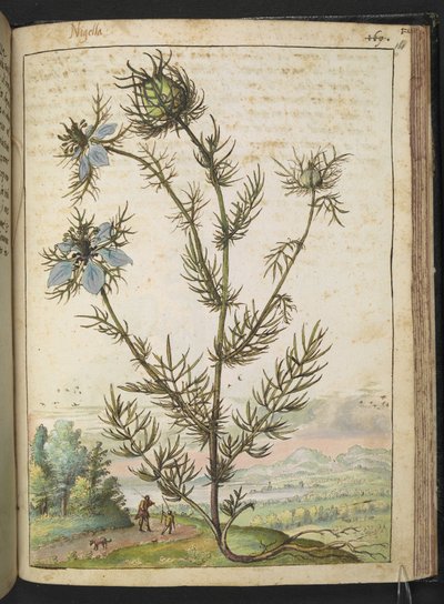 Nigella damascena, Gherardo Cibon "Maalauksia Rooman valtioiden kasvillisuudesta", Lisää MS 22333, f161r, n. 1564-84 (akvarelli ja guassi paperille) tekijältä Gherardo Cibo