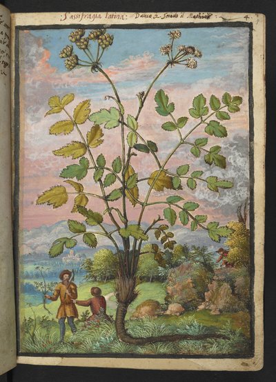 Oenanthe crocata, Gherardo Cibon "Paintings of Flora of the Roman States", Add MS 22333, f008r, n. 1564-84 (akvarelli ja guassi paperille) tekijältä Gherardo Cibo