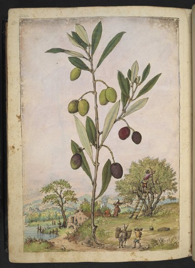 Olea europaea (oliivipuu), Gherardo Cibon "Rooman valtioiden kasviston maalauksista", Add MS 22333, f181v, n. 1564-84 (akvarelli ja guassi paperille) tekijältä Gherardo Cibo