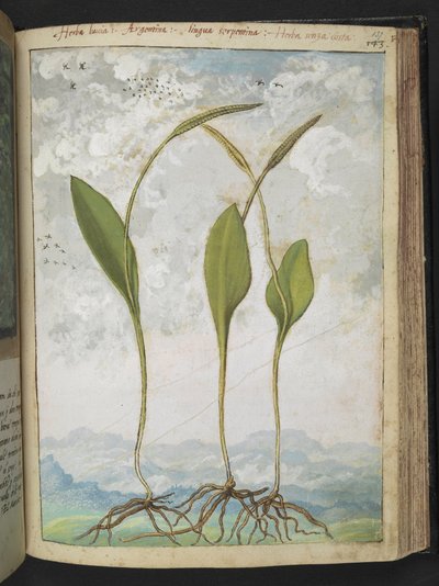 Ophioglossum vulgatum, Gherardo Cibon teoksesta "Paintings of Flora of the Roman States", Lisää MS 22333, f137r, n. 1564-84 (akvarelli ja guassi paperille) tekijältä Gherardo Cibo